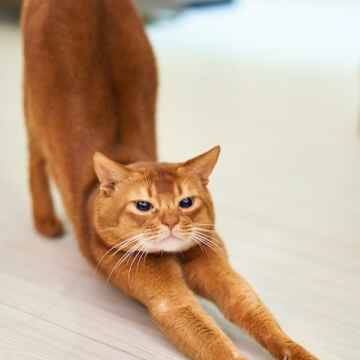 cat bowing down