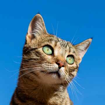 cat staring of into the distance