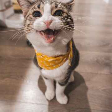cat meowing at you