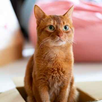 cat in a box