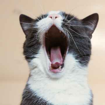 Cat yawn