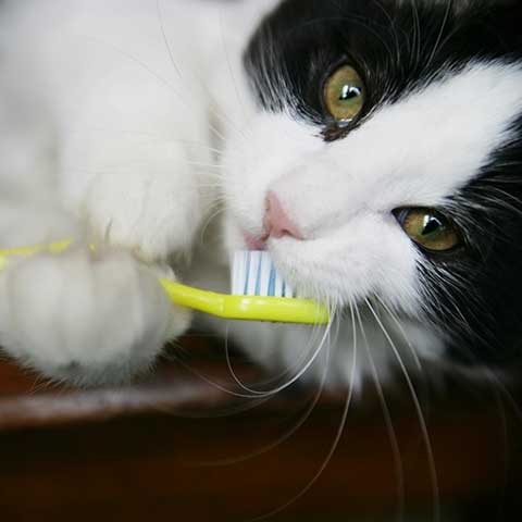 A cat playing with a toothbrush