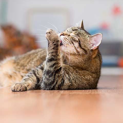 A cat grooming itself