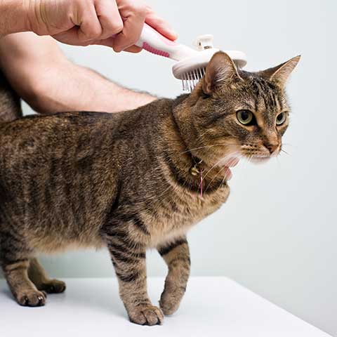 A cat being groomed
