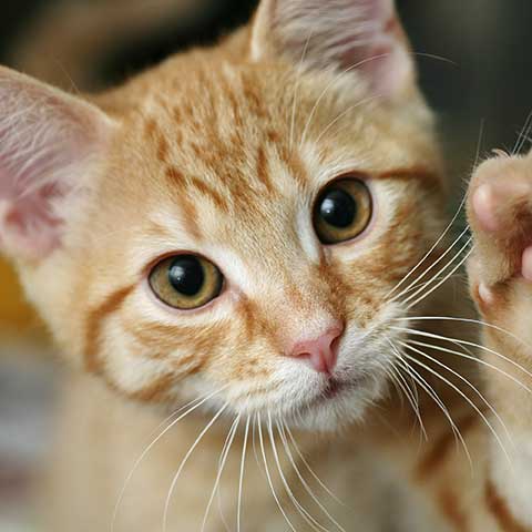 Kitten lifting a paw