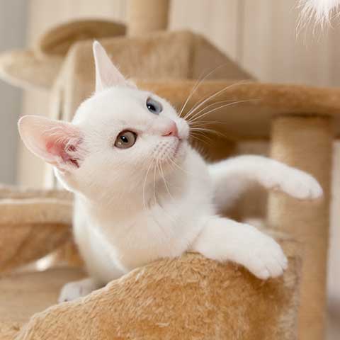 A cat laying on a cat tree