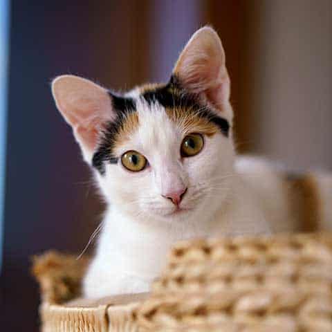 Cat laying on cat tree