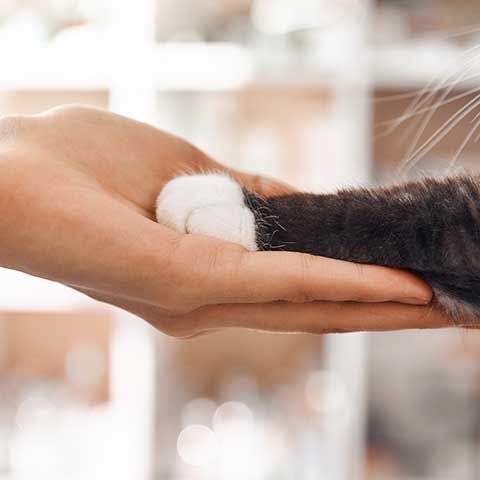 Cat reaching for a person's hand