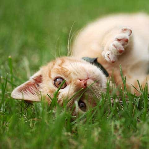 Cat rolling in the grass
