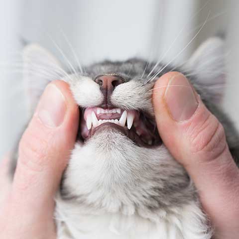 Cat having their teeth shown off
