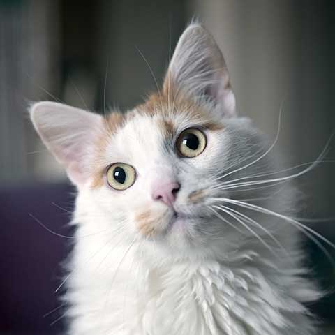 Cat tilting its head