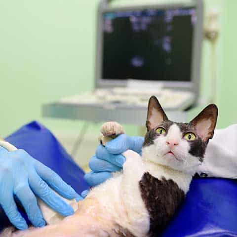 Cat being examined with ultrasound
