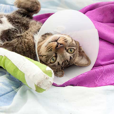 A cat wearing an e-collar and with a cast