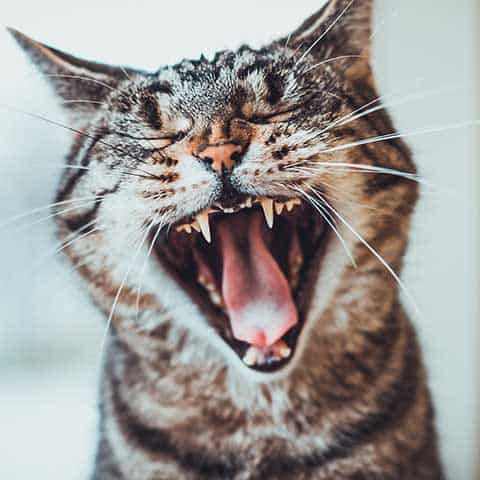 A tabby cat yawning