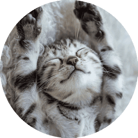 Kitten stretching sleepily