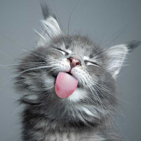 A grey cat licking glass