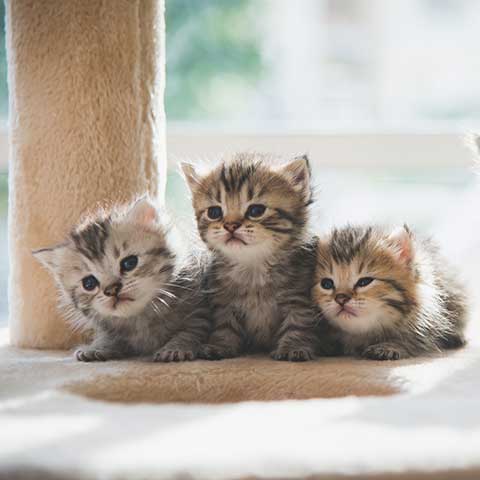 Kittens on a scratching tree