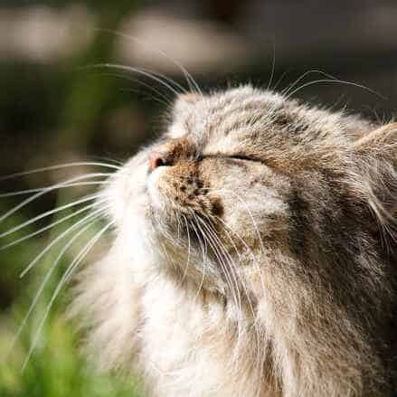 cat looking at the sun
