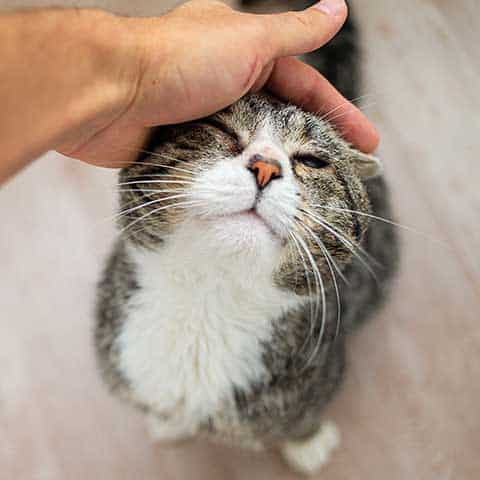 An old cat cuddling with their human