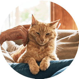 Orange cat being petted