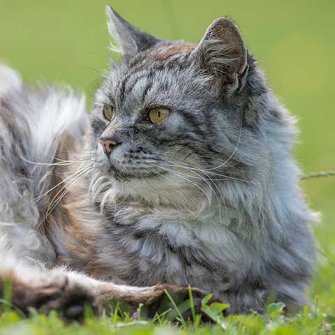 A rumpled-looking cat laying in grass