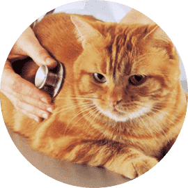 Doctor listening to cat with stethoscope
