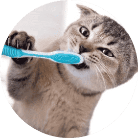 Cat brushing teeth