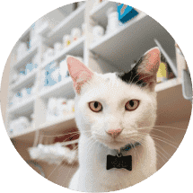 Cat inside a pharmacy