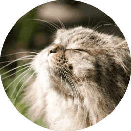 Old cat enjoying the outdoors