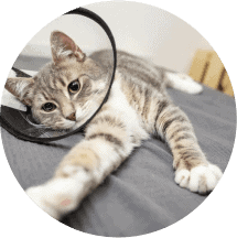 Cat with cone on head