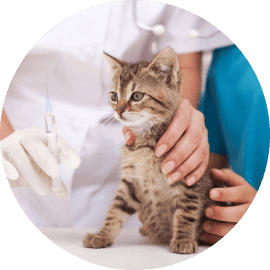 Cat about to get a shot from the vet