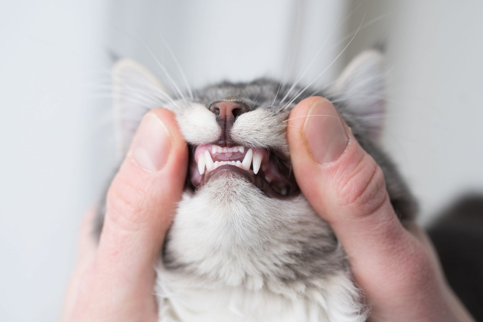 cat dental visit