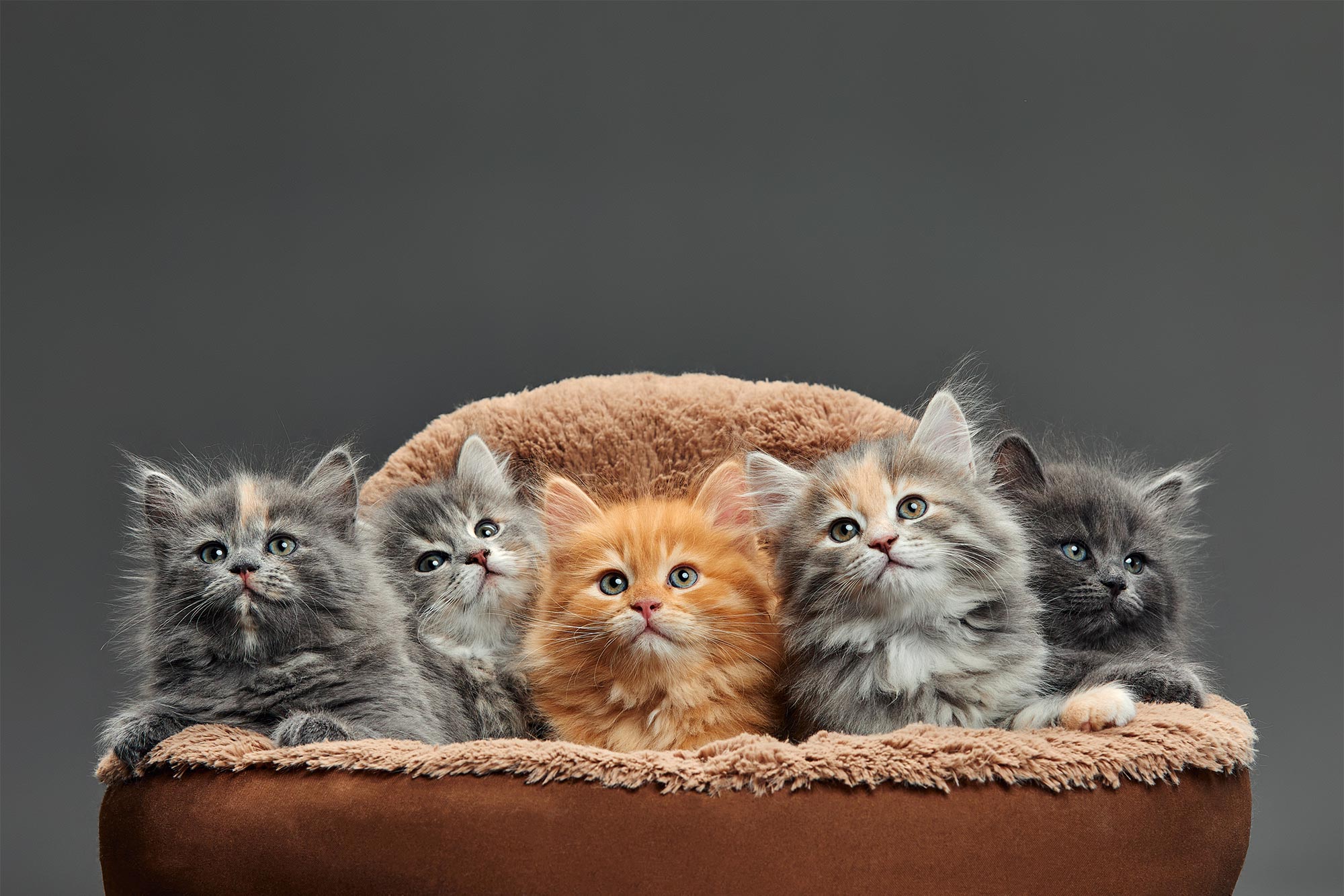 Adopt A Cat Month