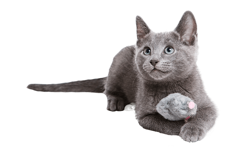 Grey cat laying down