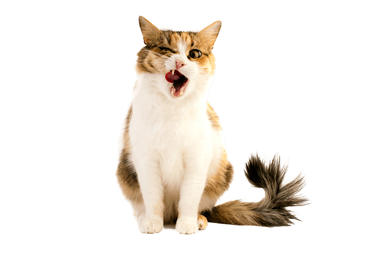 A cat licking its lips