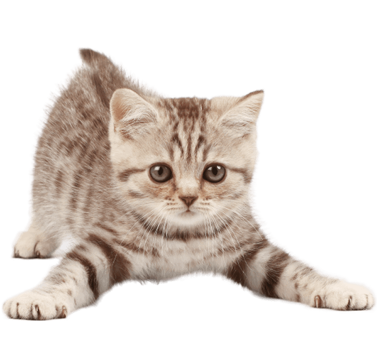 cat ready to pounce