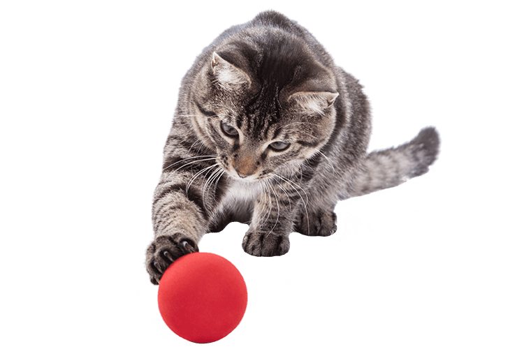 A cat playing with a red ball