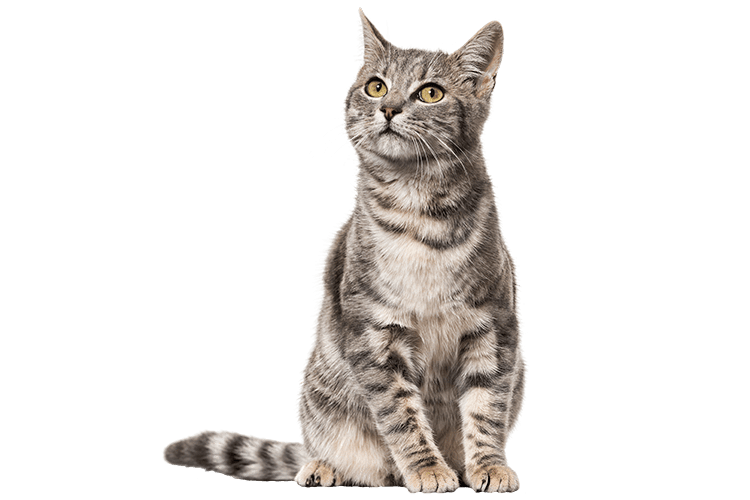 A cat sitting politely