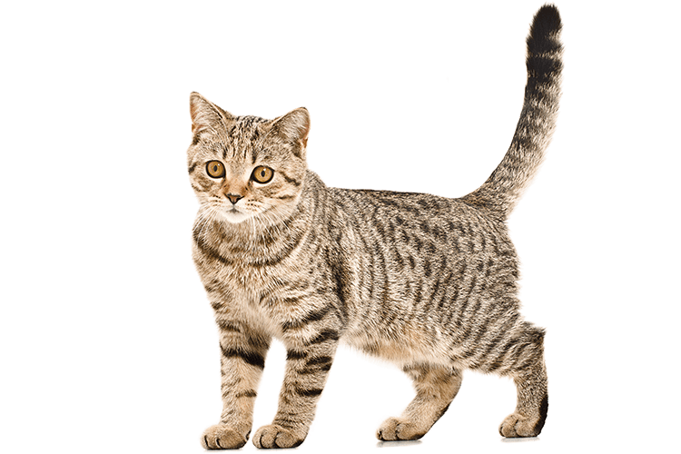A cat standing on all four