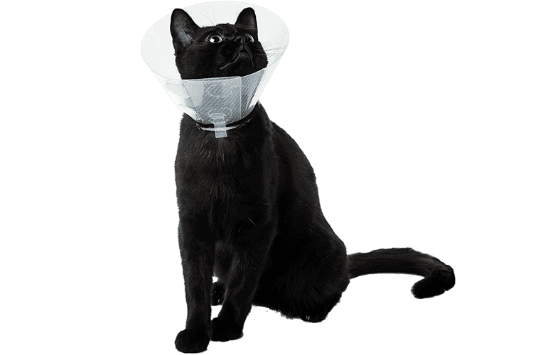 A black cat wearing an e-collar
