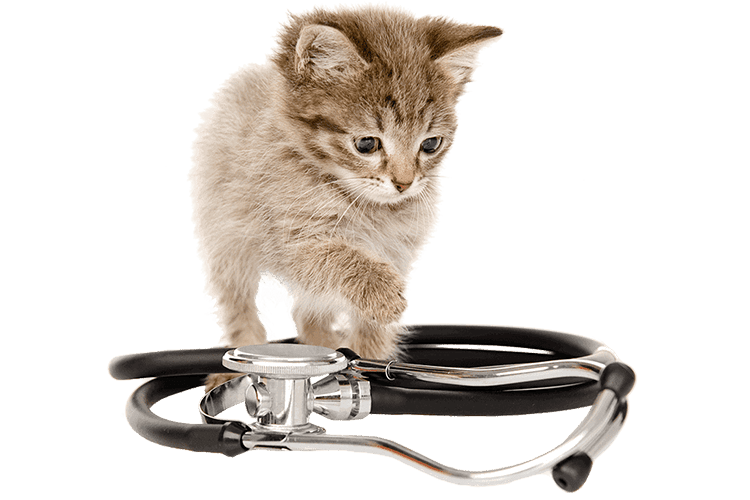 A kitten with a stethoscope