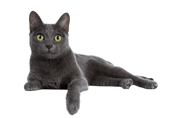 A grey cat laying down