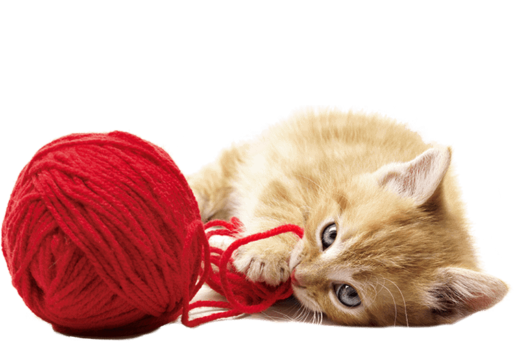 A kitten playing with yarn