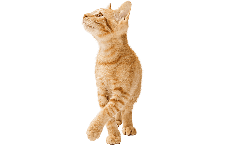 An orange cat sitting