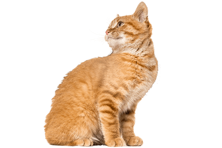An orange kitten
