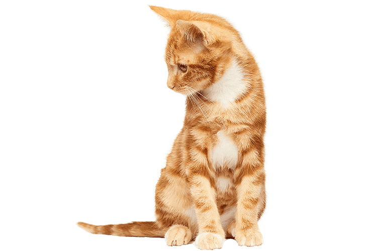 An orange kitten